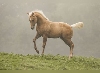 American Quarter Horse, Klacz, Źrebak (05/2023), Izabelowata
