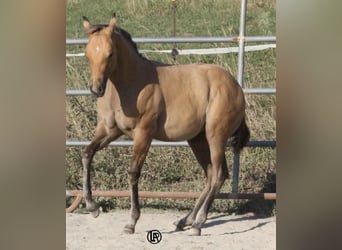 American Quarter Horse, Klacz, Źrebak (05/2026), Jelenia