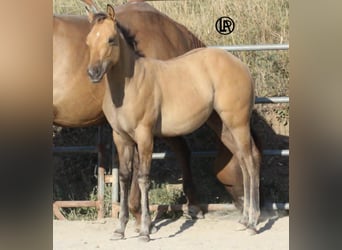 American Quarter Horse, Klacz, Źrebak (05/2026), Jelenia