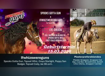 American Quarter Horse, Klacz, Źrebak (03/2026), Jelenia