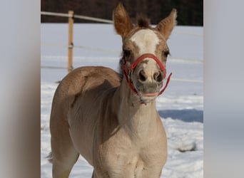 American Quarter Horse, Klacz, Źrebak (01/2026), Jelenia