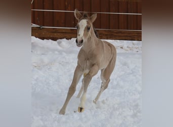 American Quarter Horse, Klacz, Źrebak (01/2026), Jelenia