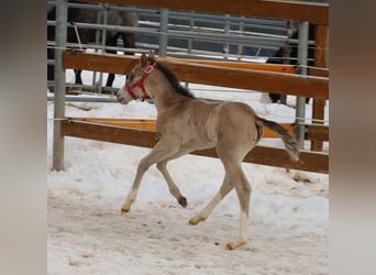 American Quarter Horse, Klacz, Źrebak (01/2026), Jelenia