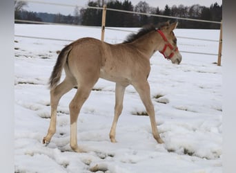 American Quarter Horse, Klacz, Źrebak (01/2026), Jelenia