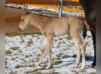 American Quarter Horse, Klacz, Źrebak (02/2026), Jelenia