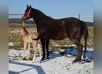 American Quarter Horse, Klacz, Źrebak (02/2026), Jelenia