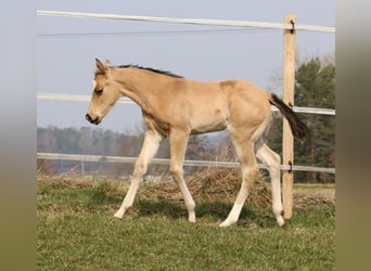 American Quarter Horse, Klacz, Źrebak (02/2026), Jelenia