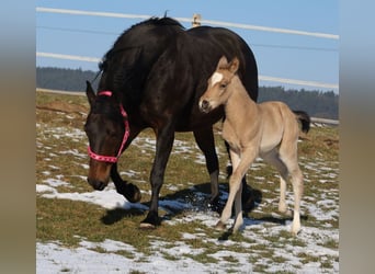 American Quarter Horse, Klacz, Źrebak (02/2026), Jelenia