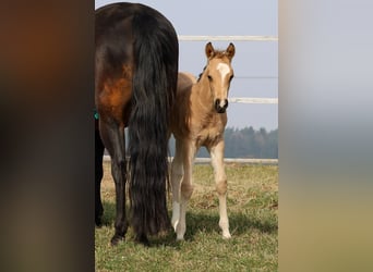 American Quarter Horse, Klacz, Źrebak (02/2026), Jelenia