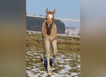 American Quarter Horse, Klacz, Źrebak (02/2026), Jelenia