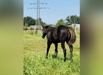 American Quarter Horse, Klacz, Źrebak (04/2025), Kara