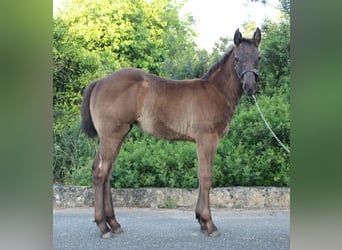 American Quarter Horse, Klacz, , Karodereszowata