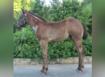 American Quarter Horse, Klacz, , Karodereszowata