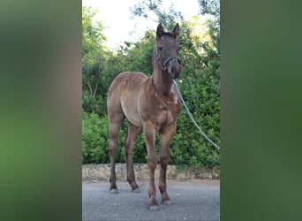 American Quarter Horse, Klacz, , Karodereszowata