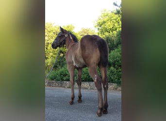 American Quarter Horse, Klacz, , Karodereszowata