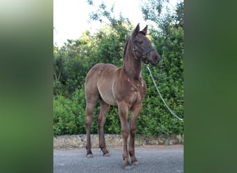 American Quarter Horse, Klacz, , Karodereszowata
