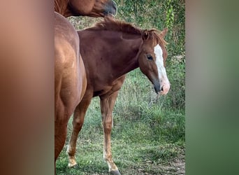 American Quarter Horse, Klacz, Źrebak (04/2026), Kasztanowata