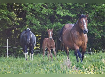 American Quarter Horse, Klacz, Źrebak (05/2024), Kasztanowata