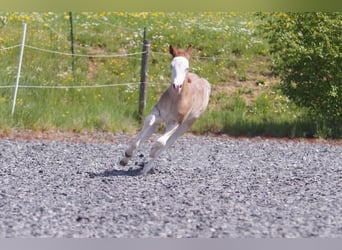 American Quarter Horse, Klacz, , Kasztanowatodereszowata
