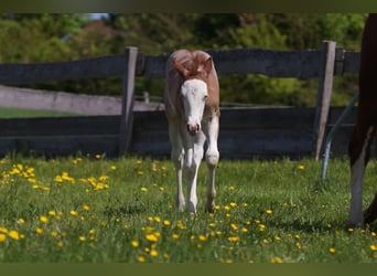 American Quarter Horse, Klacz, , Kasztanowatodereszowata