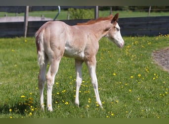 American Quarter Horse, Klacz, , Kasztanowatodereszowata