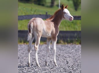 American Quarter Horse, Klacz, , Kasztanowatodereszowata