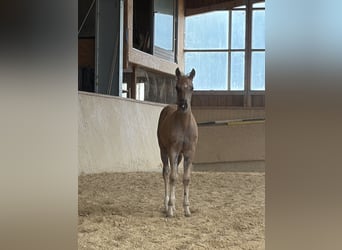 American Quarter Horse, Klacz, Źrebak (04/2026)