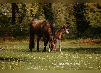 American Quarter Horse, Klacz, Źrebak (04/2026)