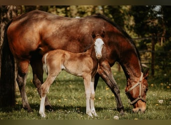 American Quarter Horse, Klacz, Źrebak (04/2026)
