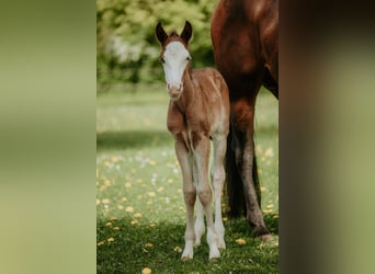 American Quarter Horse, Klacz, Źrebak (04/2026)