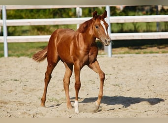American Quarter Horse, Klacz, Źrebak (04/2025)