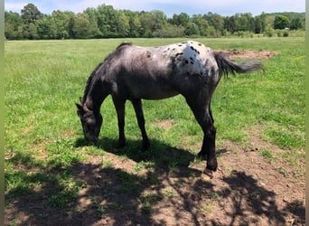 American Quarter Horse, Mare, 10 years, 13 hh, Brown