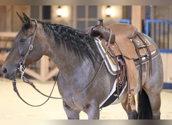 American Quarter Horse, Mare, 10 years, 13,3 hh, Roan-Bay
