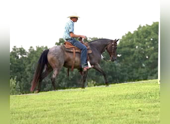 American Quarter Horse, Mare, 10 years, 13,3 hh, Roan-Bay