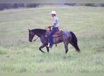 American Quarter Horse, Mare, 10 years, 13,3 hh, Roan-Bay