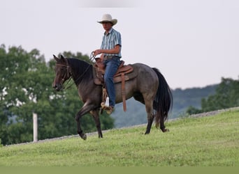 American Quarter Horse, Mare, 10 years, 13,3 hh, Roan-Bay