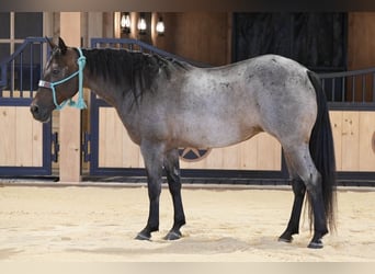 American Quarter Horse, Mare, 10 years, 13,3 hh, Roan-Bay