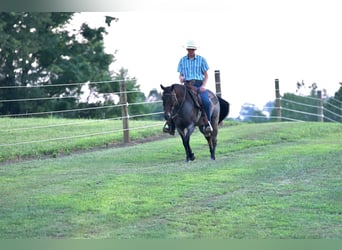 American Quarter Horse, Mare, 10 years, 13,3 hh, Roan-Bay