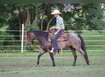 American Quarter Horse, Mare, 10 years, 13,3 hh, Roan-Bay