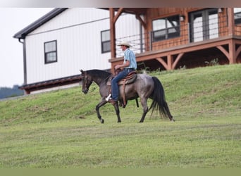 American Quarter Horse, Mare, 10 years, 13,3 hh, Roan-Bay