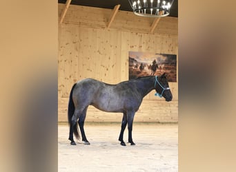 American Quarter Horse, Mare, 10 years, 13,3 hh, Roan-Bay