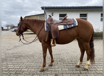 American Quarter Horse, Mare, 10 years, 14.1 hh, Chestnut-Red