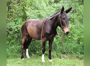 American Quarter Horse, Mare, 10 years, 14.2 hh, Bay