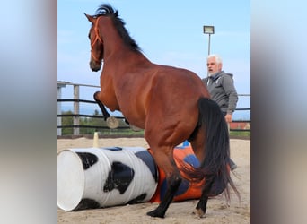 American Quarter Horse, Mare, 10 years, 14.2 hh, Brown