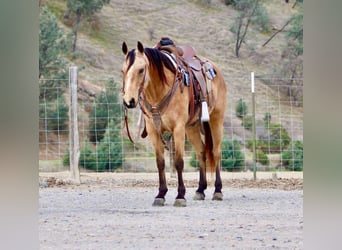 American Quarter Horse, Mare, 10 years, 14,2 hh, Buckskin