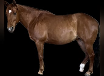 American Quarter Horse, Mare, 10 years, 14,2 hh, Chestnut-Red