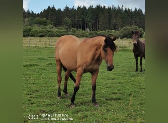 American Quarter Horse, Mare, 10 years, 14.2 hh, Dun