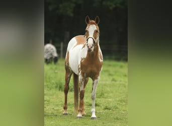 American Quarter Horse, Mare, 10 years, 14,2 hh, Overo-all-colors