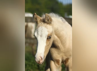 American Quarter Horse, Mare, 10 years, 14,2 hh, Overo-all-colors