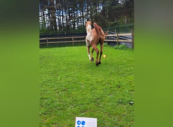 American Quarter Horse, Mare, 10 years, 14,2 hh, Overo-all-colors